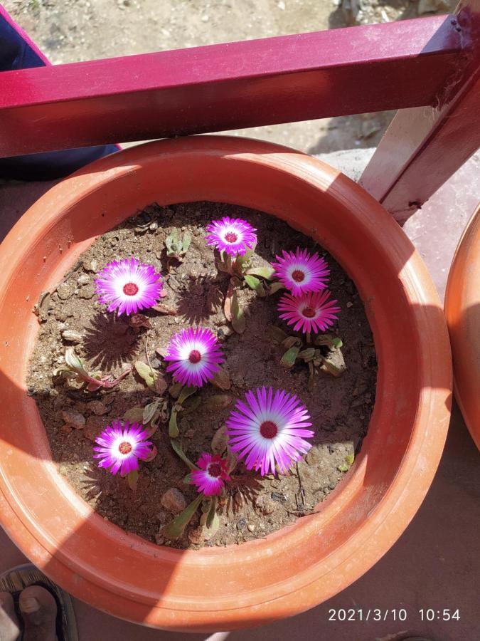 Mangalmurti Himalyan Homestay Hawalbagh Kültér fotó